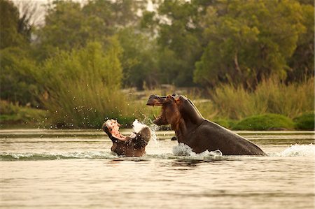 simsearch:649-07596543,k - Hippos fighting in the Zambezi River Stock Photo - Premium Royalty-Free, Code: 614-06974592