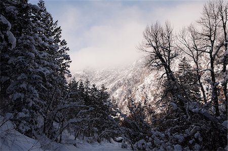 simsearch:614-09178489,k - Snow covered trees in forest, Wasatch Mountains, Utah, USA Foto de stock - Sin royalties Premium, Código: 614-06974657