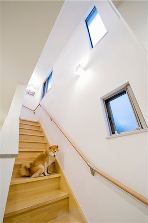 rail window - Portrait of dog on wooden staircase Stock Photo - Premium Royalty-Free, Code: 614-06974745