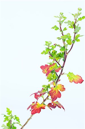 Chrysanthemum stem with leafs and buds Stockbilder - Premium RF Lizenzfrei, Bildnummer: 614-06974747