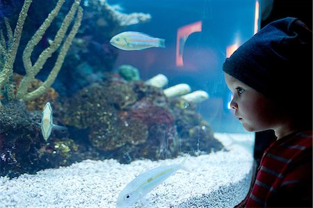 Young boy looking at fish in aquarium Foto de stock - Sin royalties Premium, Código: 614-07031885