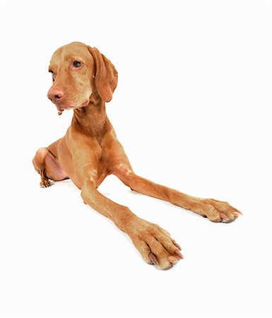 simsearch:614-07031958,k - Studio portrait of alert vizsla dog Foto de stock - Sin royalties Premium, Código: 614-07031945