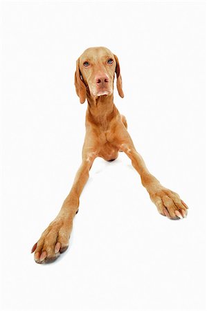 dogs lying down - Studio portrait of vizsla dog getting up Foto de stock - Sin royalties Premium, Código: 614-07031943