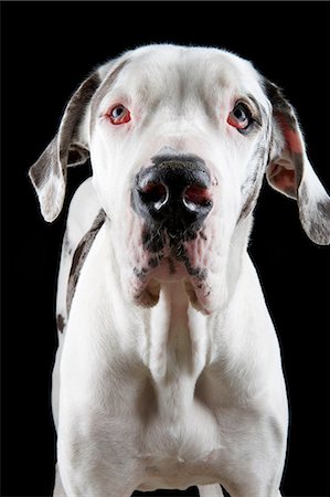 simsearch:614-03455512,k - Studio portrait of great dane Photographie de stock - Premium Libres de Droits, Code: 614-07031951