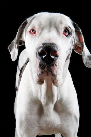 patient sad - Studio portrait of great dane Stock Photo - Premium Royalty-Free, Code: 614-07031951