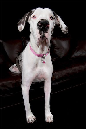 Studio portrait of great dane with back legs on sofa Photographie de stock - Premium Libres de Droits, Code: 614-07031953