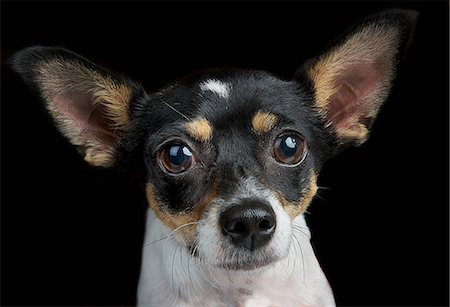 studio portrait dog - Studio portrait of toy terrier Stock Photo - Premium Royalty-Free, Code: 614-07031967