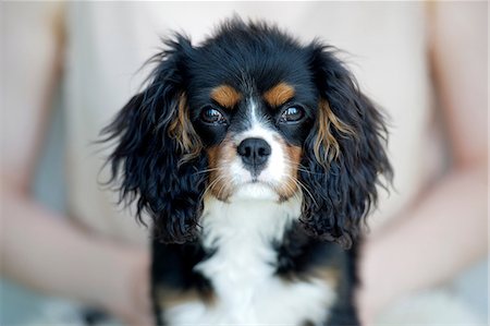sabiduría - Woman holding king charles spaniel Foto de stock - Sin royalties Premium, Código: 614-07031962