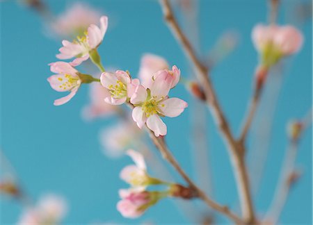 stock picture - Japanese cherry blossom, close up Stock Photo - Premium Royalty-Free, Code: 614-07032052