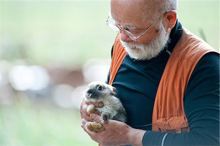 simsearch:614-07032232,k - Senior man holding pet rabbit Photographie de stock - Premium Libres de Droits, Code: 614-07032231