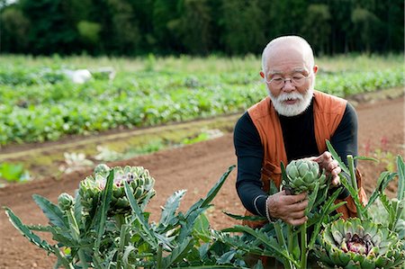 Senior man looking at artichoke in field Stock Photo - Premium Royalty-Free, Code: 614-07032232