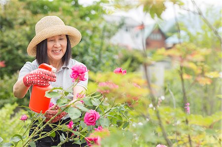 person watering the garden - Woman tending to rose bush Stock Photo - Premium Royalty-Free, Code: 614-07145950