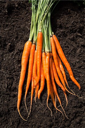 Bunch of carrots laid on soil Foto de stock - Sin royalties Premium, Código: 614-07194723