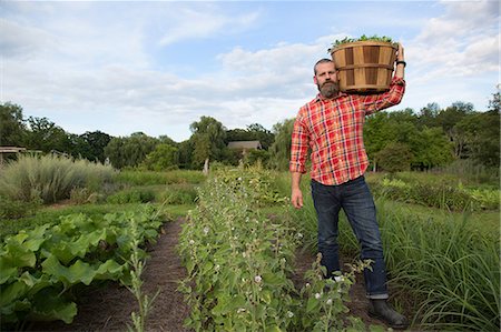 simsearch:649-07063406,k - Mature man holding basket of leaves on herb farm Stock Photo - Premium Royalty-Free, Code: 614-07194753