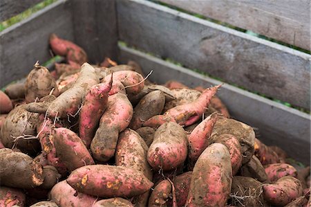 süßkartoffel - Tub of sweet potatoes Stockbilder - Premium RF Lizenzfrei, Bildnummer: 614-07235002