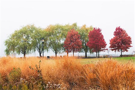 row autumn trees - Autumn trees in mist, Bear Island, New York State, USA Stock Photo - Premium Royalty-Free, Code: 614-07240145