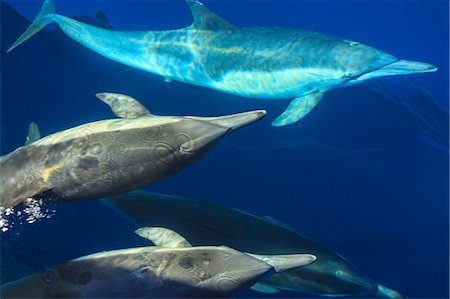 simsearch:614-08270440,k - Small group of Long-beaked Common Dolphins (Delphinus capesis) swimming underwater, San Diego, California, USA Stock Photo - Premium Royalty-Free, Code: 614-07444045