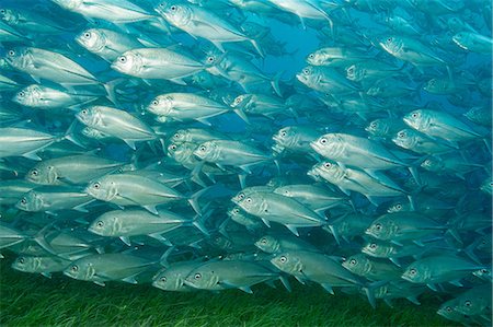 seagrass - Mass of Bigeye trevally. Stock Photo - Premium Royalty-Free, Code: 614-07453307