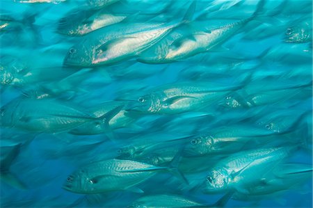 sulu sea - Mass of Bigeye trevally. Photographie de stock - Premium Libres de Droits, Code: 614-07453308