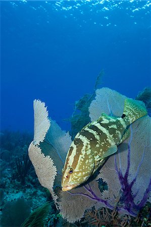 Grouper hiding in sea fan. Foto de stock - Sin royalties Premium, Código: 614-07453331