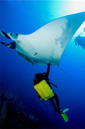 Diver with manta ray. Stock Photo - Premium Royalty-Free, Code: 614-07453349