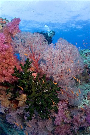 sea fan - Diver and soft corals. Stock Photo - Premium Royalty-Free, Code: 614-07453342