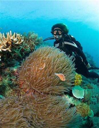 symbiotique - Diver and anemone. Photographie de stock - Premium Libres de Droits, Code: 614-07453356