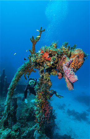 simsearch:614-03903862,k - Diver views marine life on wreck. Stockbilder - Premium RF Lizenzfrei, Bildnummer: 614-07453358