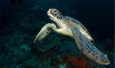 Turtle on coral reef. Foto de stock - Sin royalties Premium, Código: 614-07453352