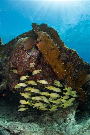 roncador - French grunt on shipwreck. Foto de stock - Sin royalties Premium, Código: 614-07453367