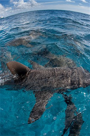 simsearch:614-06044291,k - Sharks just under the surface. Stockbilder - Premium RF Lizenzfrei, Bildnummer: 614-07453378