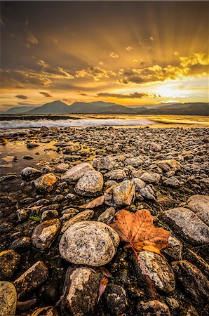 Maple leaf and rocky shoreline Okanagan Lake, Naramata, British Columbia, Canada Stock Photo - Premium Royalty-Free, Code: 614-07487147