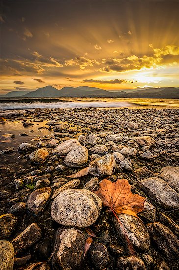 Maple leaf and rocky shoreline Okanagan Lake, Naramata, British Columbia, Canada Stock Photo - Premium Royalty-Free, Image code: 614-07487147