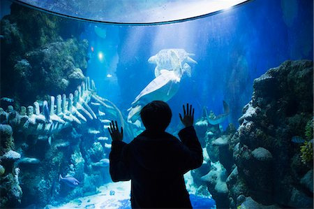 Boy admiring sea life in aquarium Stock Photo - Premium Royalty-Free, Code: 614-07587542