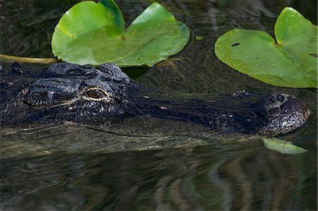 sinister smile - American alligator. Stock Photo - Premium Royalty-Free, Code: 614-07587584