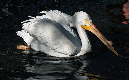 pelícano blanco - White pelican. Foto de stock - Sin royalties Premium, Código: 614-07587587