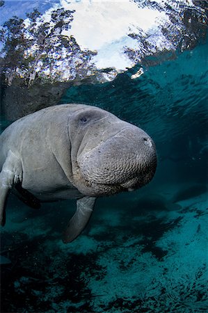 Underwater Manatee. Foto de stock - Royalty Free Premium, Número: 614-07587590