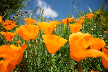 simsearch:614-09017672,k - Close up of orange california poppies (Eschscholzia Californica) Stock Photo - Premium Royalty-Free, Code: 614-07652334