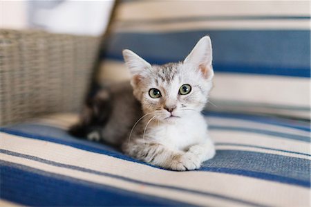 Tabby kitten lying down on sofa Stock Photo - Premium Royalty-Free, Code: 614-07708195