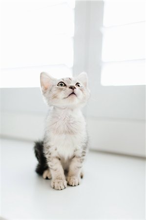 simsearch:600-06119788,k - Tabby kitten sitting by door Photographie de stock - Premium Libres de Droits, Code: 614-07708196