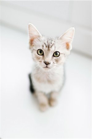 Overhead view of tabby kitten on floor Stockbilder - Premium RF Lizenzfrei, Bildnummer: 614-07708198