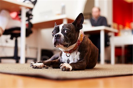 Portrait of curious dog lying on rug  in an office Stock Photo - Premium Royalty-Free, Code: 614-07735406