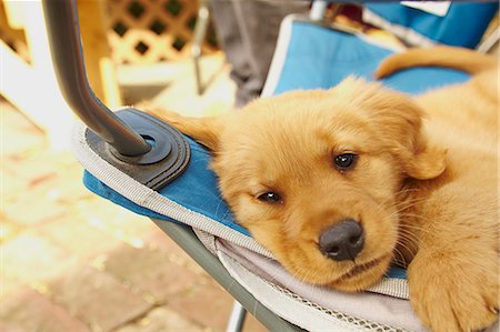 puppy and dog - Labrador puppy resting on hammock Stock Photo - Premium Royalty-Free, Code: 614-07768099