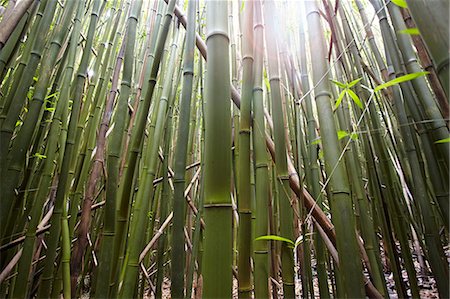 pattern nature - Detail of bamboo stems, Hana, Maui, Hawaii, USA Photographie de stock - Premium Libres de Droits, Code: 614-07768107