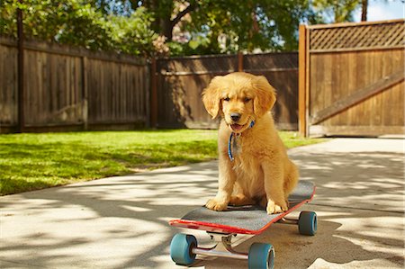 Labrador puppy sitting on skateboard Foto de stock - Sin royalties Premium, Código: 614-07768102