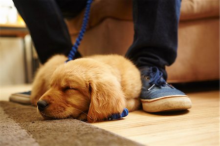 Labrador puppy asleep at feet Photographie de stock - Premium Libres de Droits, Code: 614-07768103