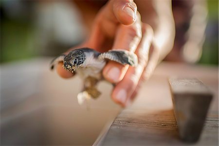 Mid adult male holding sea turtle, focus on sea turtle Foto de stock - Sin royalties Premium, Código: 614-07768246