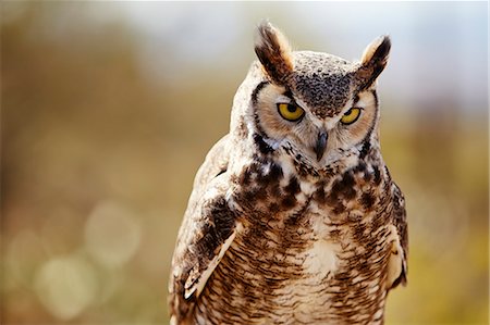 sabiduría - Great Horned Owl, Bubo virginianus Foto de stock - Sin royalties Premium, Código: 614-07805898