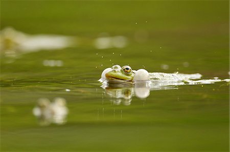 Mating frog in water Photographie de stock - Premium Libres de Droits, Code: 614-07806022