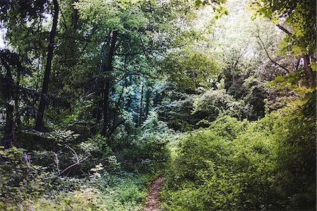 shrub - Lush forest scenery, Watchung Reservation, New Jersey, USA Stock Photo - Premium Royalty-Free, Code: 614-07806056